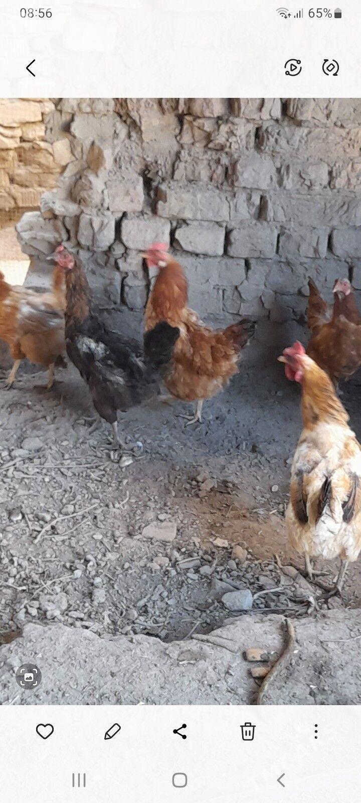 Tovuk - Daşoguz - img 2