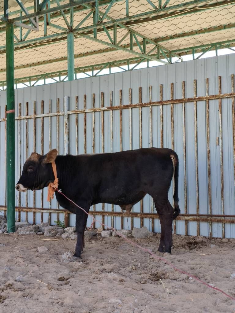 Göle öküz sygyr голе окиз - Aşgabat - img 3