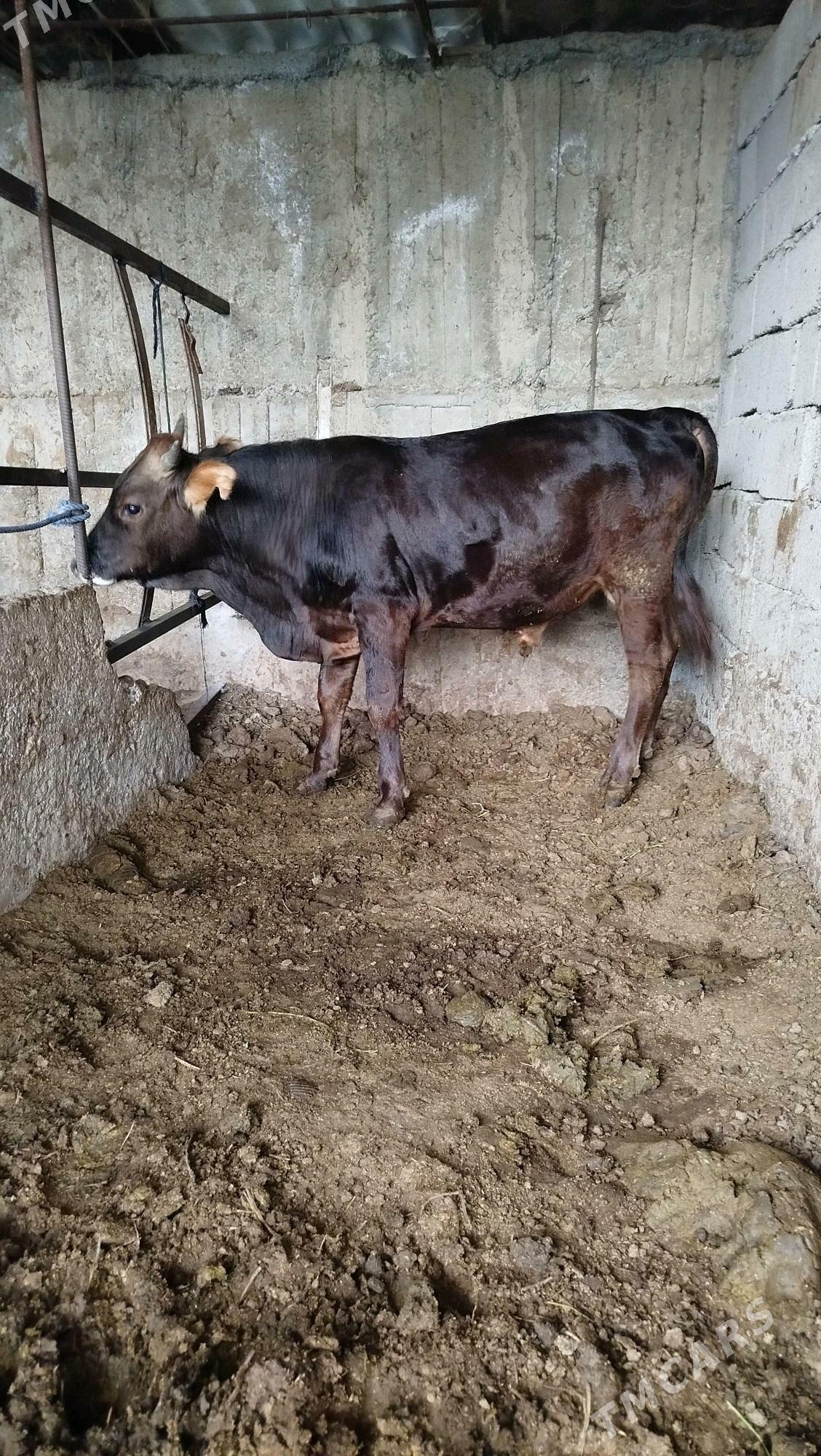 Şwes öküz - Büzmeýin - img 2