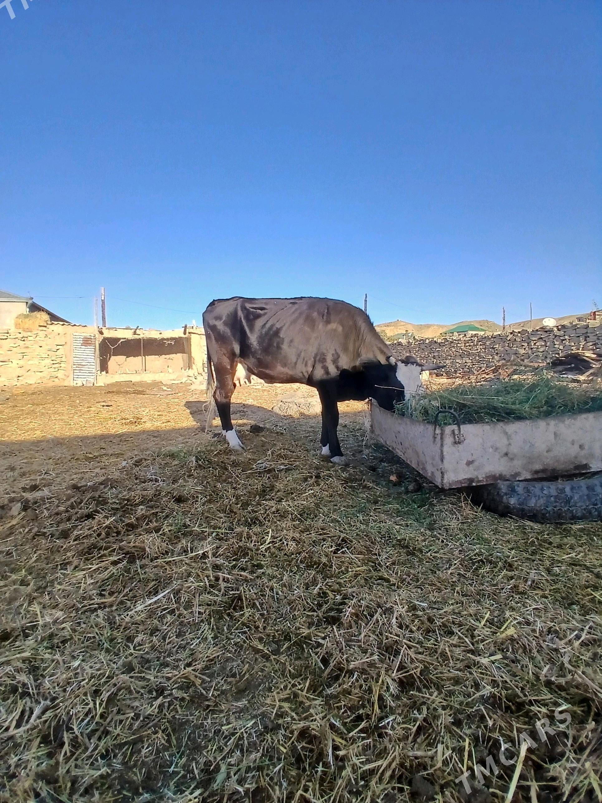 sygyr - Bäherden - img 1