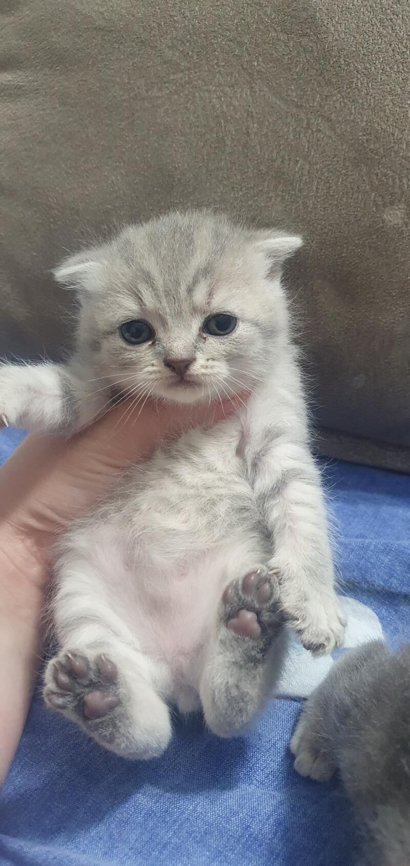 Шотландские котята - Ашхабад - img 9