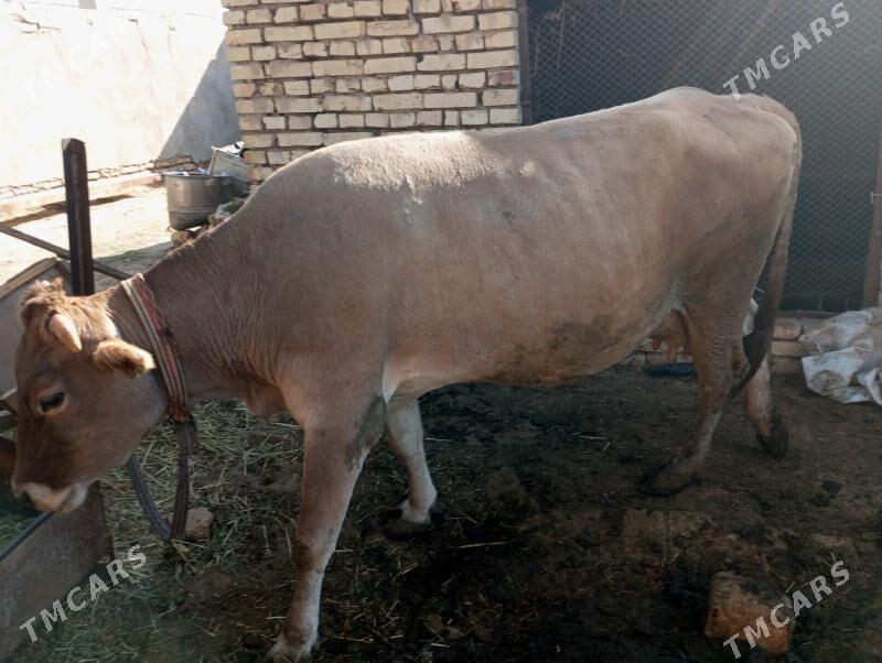 sütli sygr - Мургап - img 3