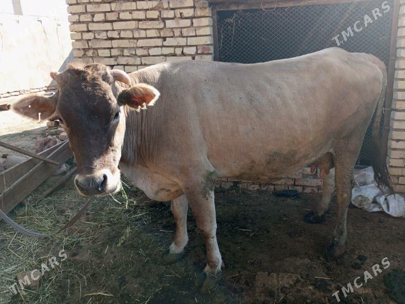 sütli sygr - Мургап - img 4