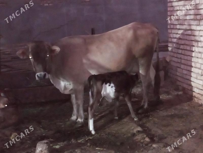 sütli sygr - Мургап - img 2