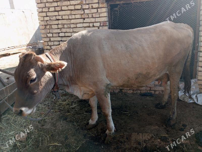 sütli sygr - Мургап - img 5