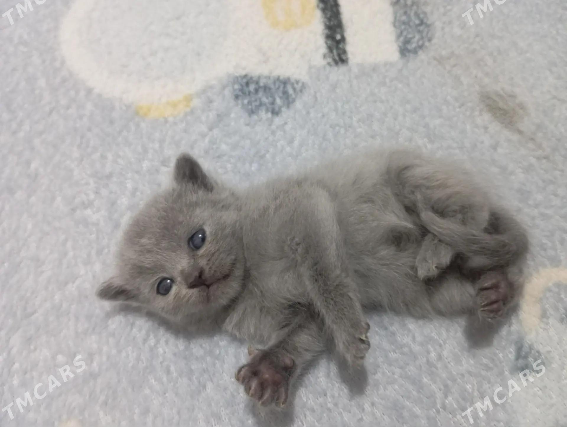 котенок - Mary - img 3