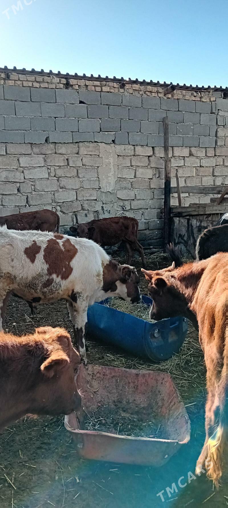 ööküz tüwe öküzçe - Ашхабад - img 3