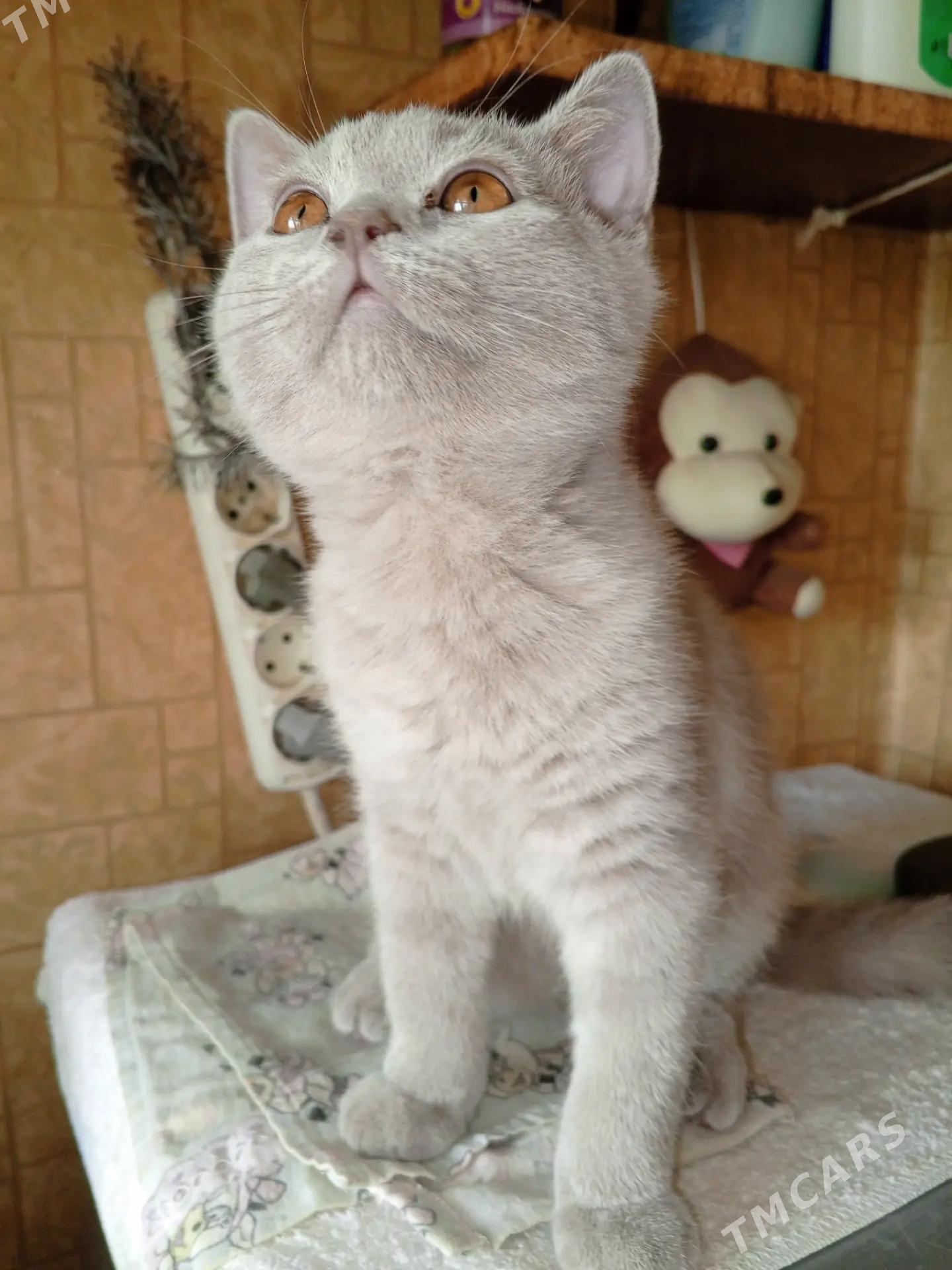 Котик страйт - Арчабиль шаёлы - img 2