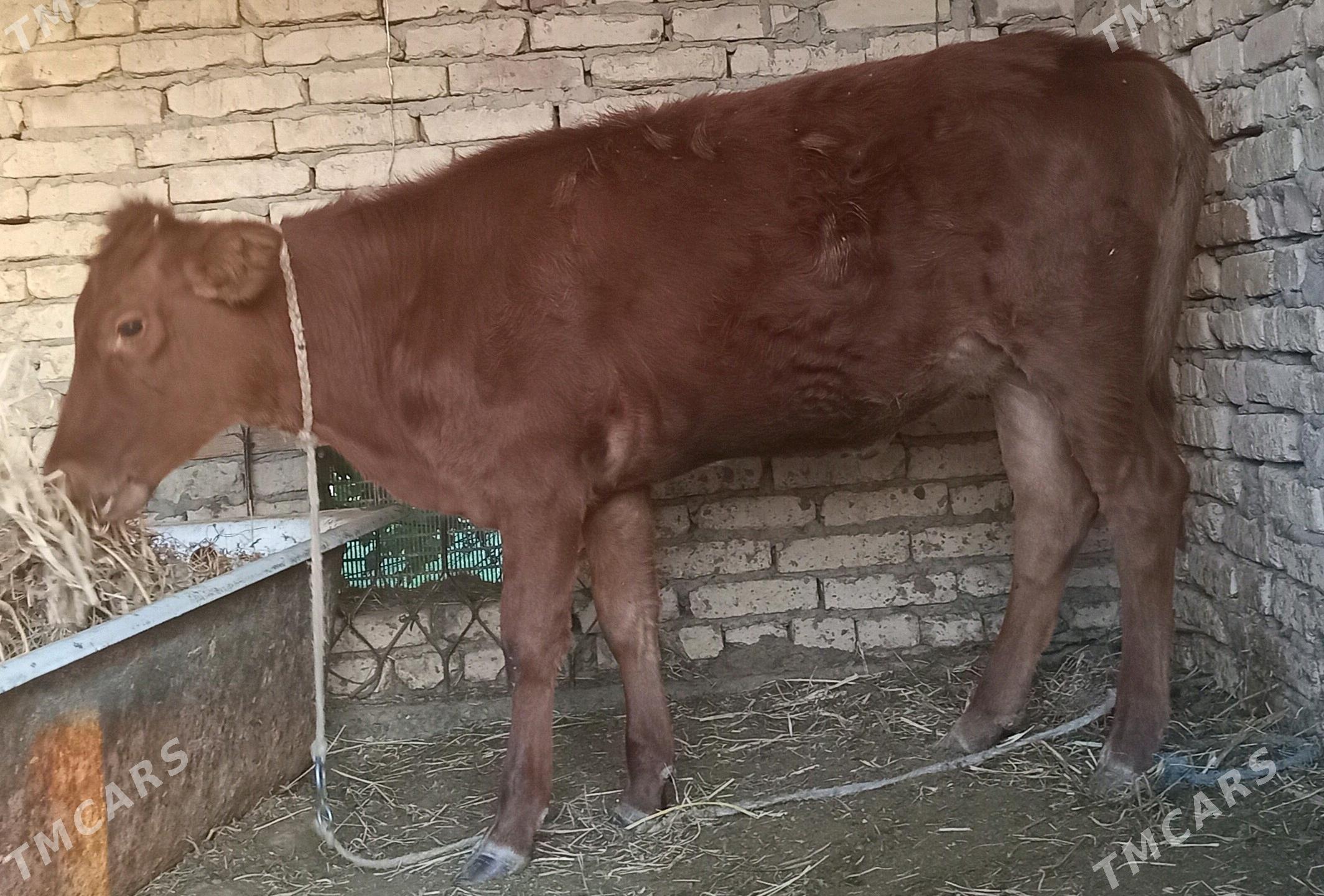 Unajin - Çärjew - img 3