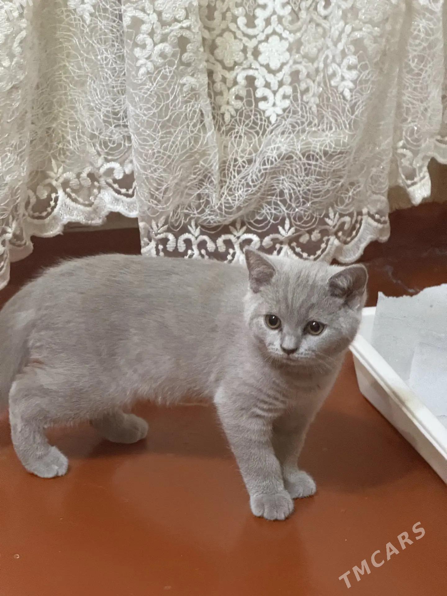 Котик страйт - Арчабиль шаёлы - img 3