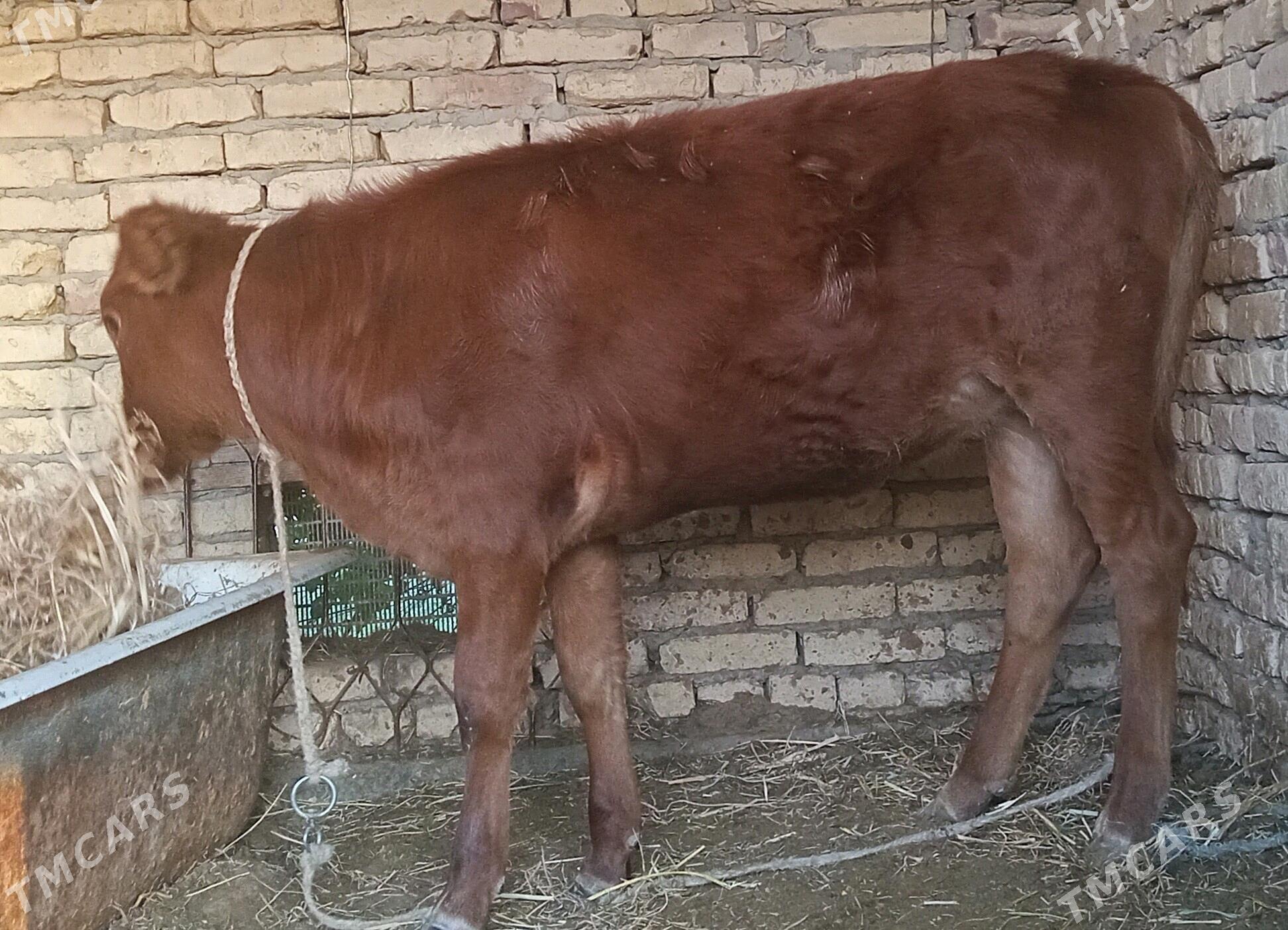 Unajin - Çärjew - img 4