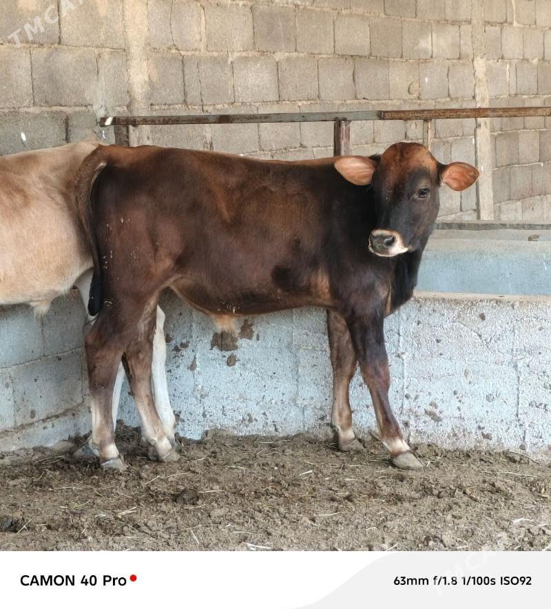 Şiwet öküzçe - Büzmeýin - img 3