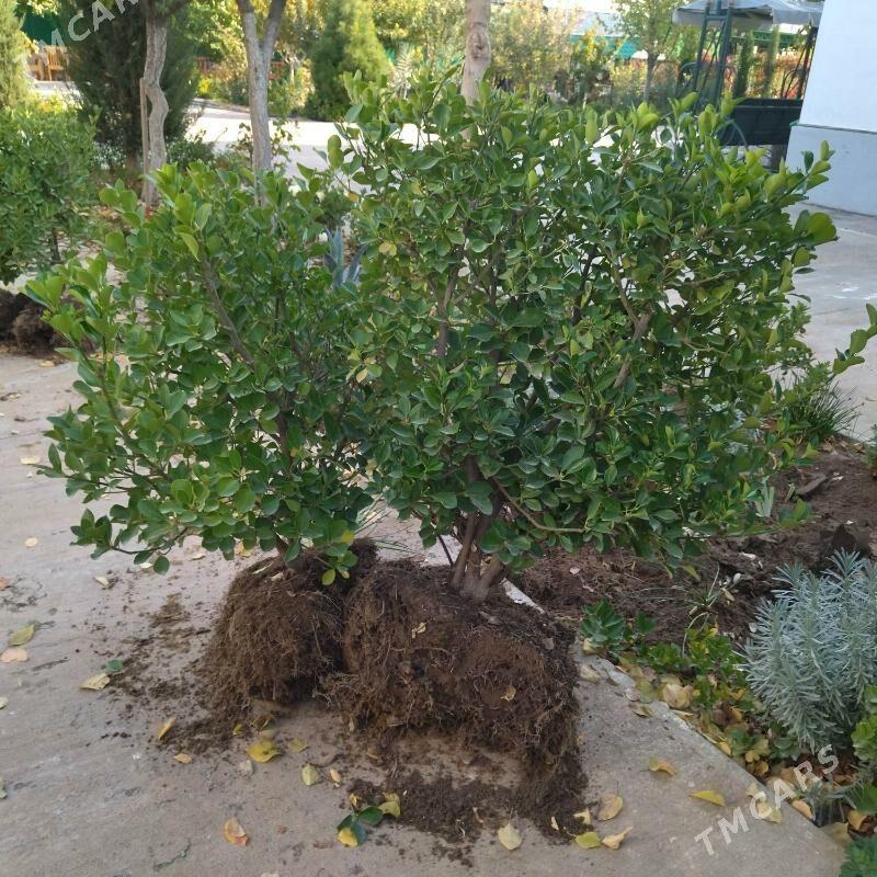 Beresklet - Тязе заман - img 2