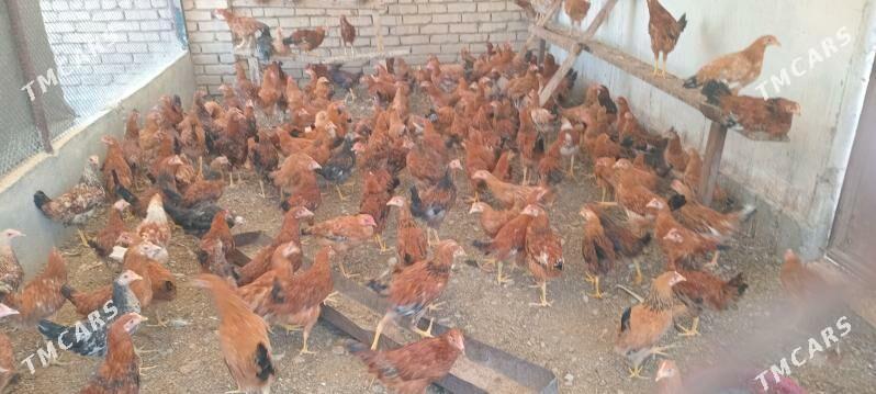 guşlar - Kaka - img 2
