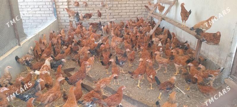 guşlar - Kaka - img 3