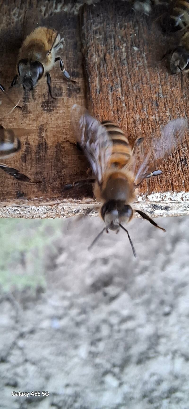 Bal Ary Gurallary - Ашхабад - img 2