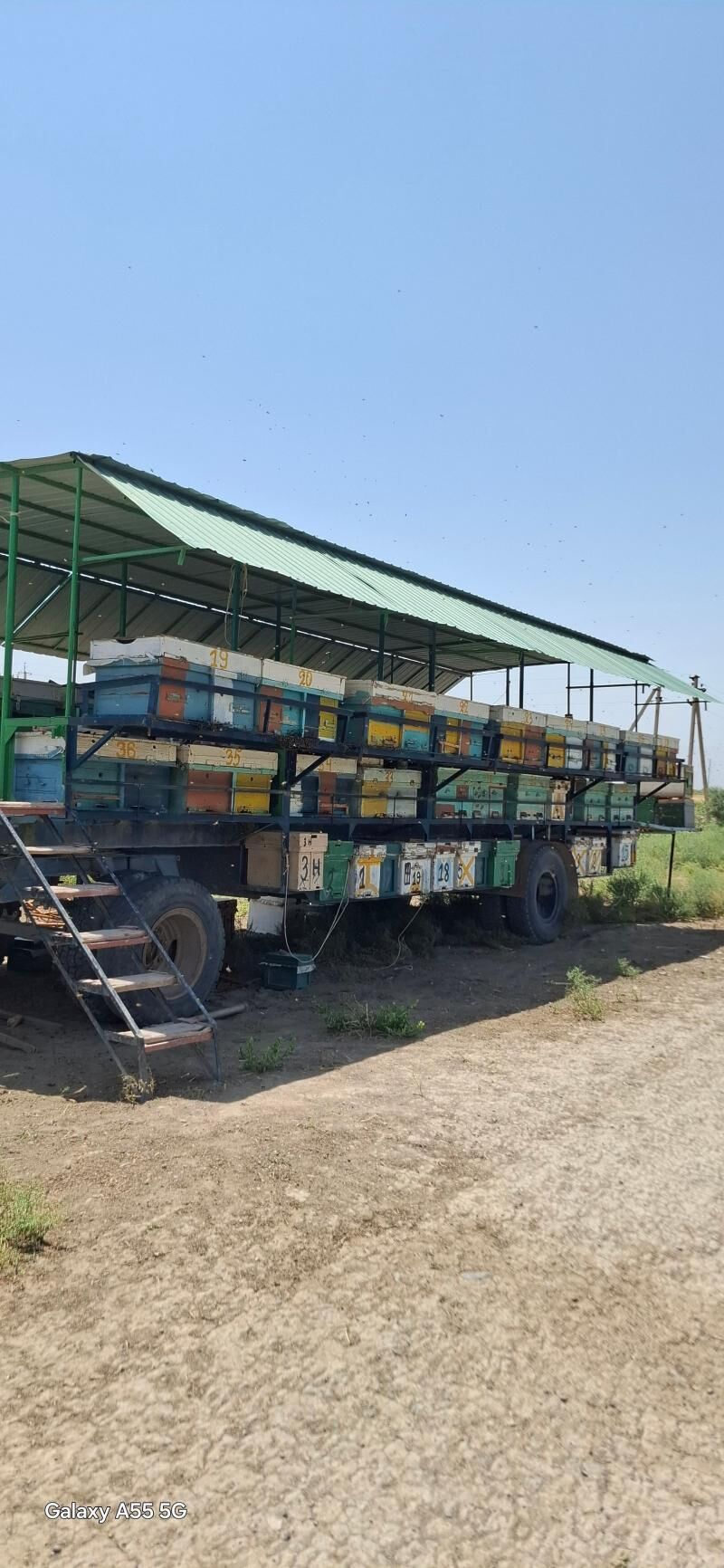 Bal Ary Biznes - Aşgabat - img 4