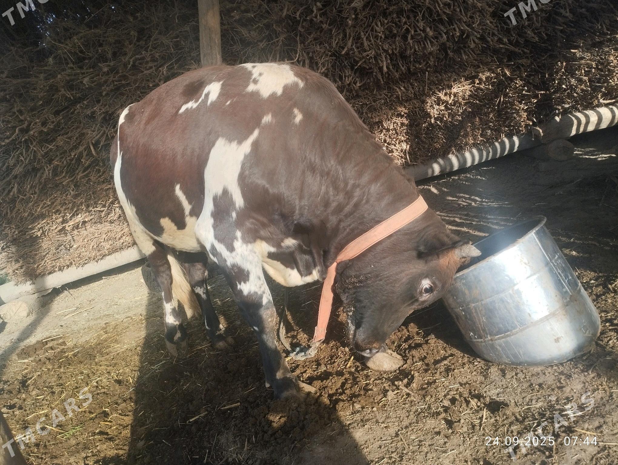 Ala yerli okuzAla yeri Okuz - Saýat - img 2