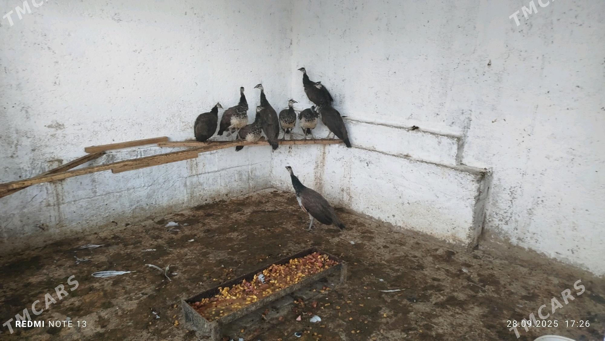 tawus - Çoganly - img 2