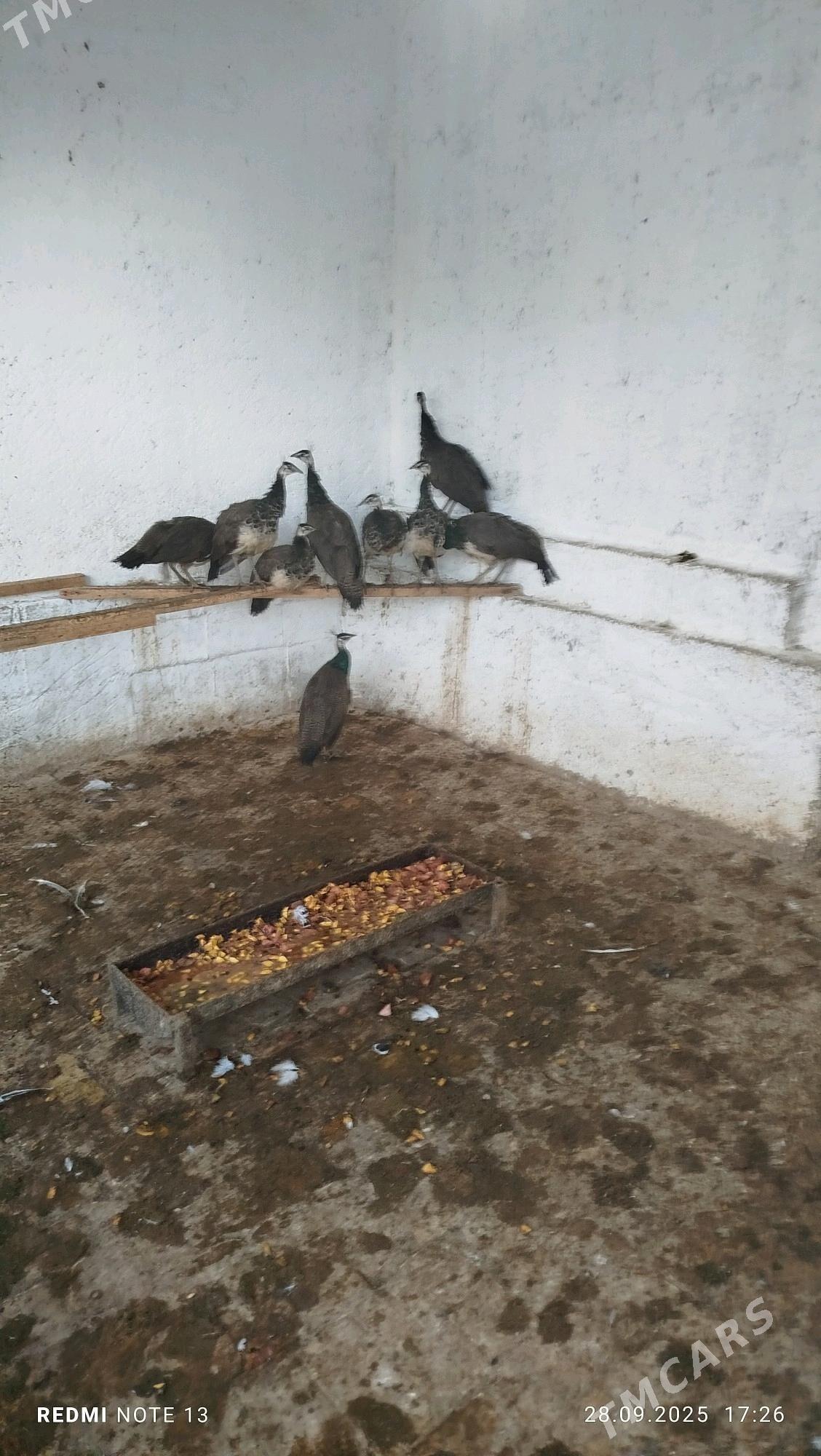 tawus - Çoganly - img 3