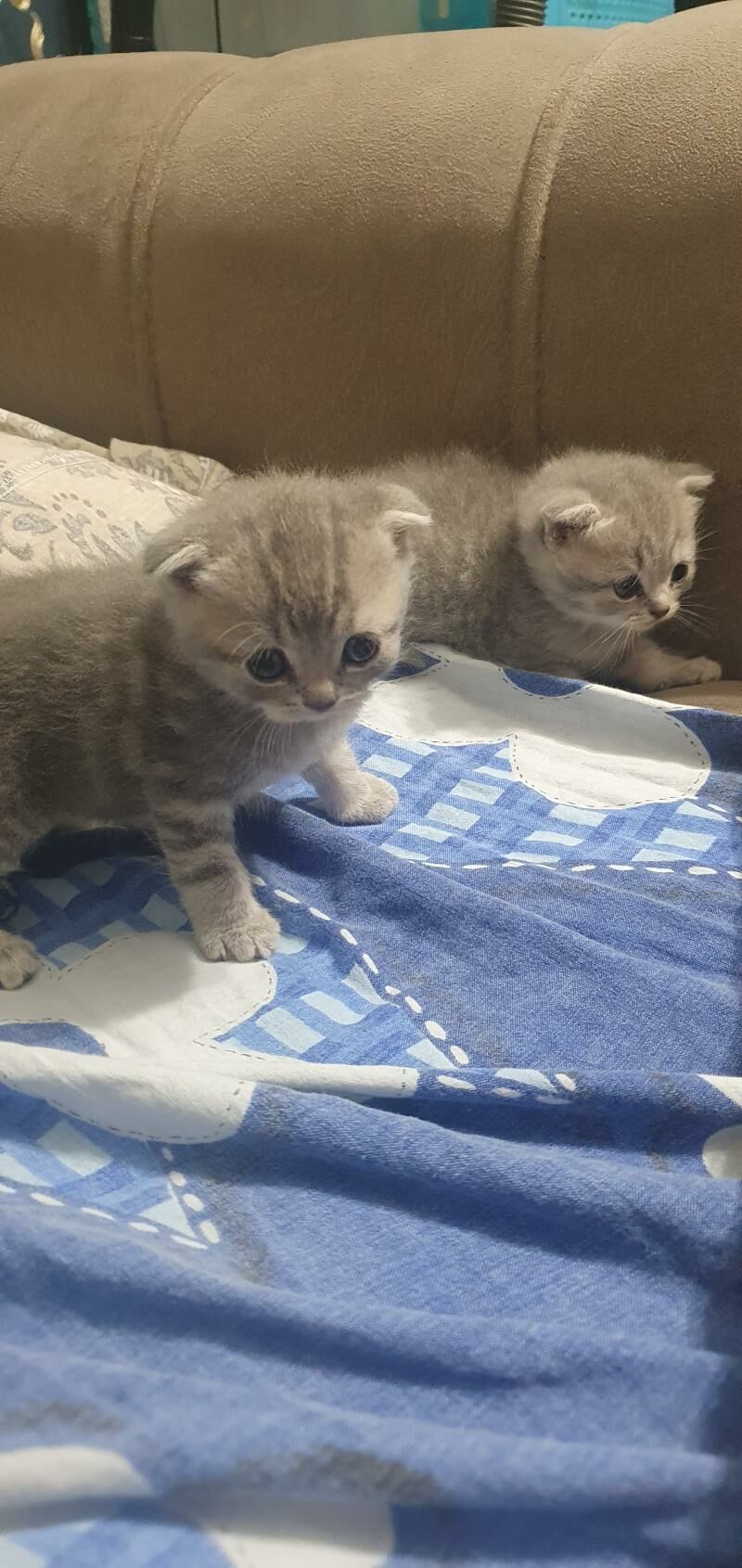 Шотландские котята - Ашхабад - img 3
