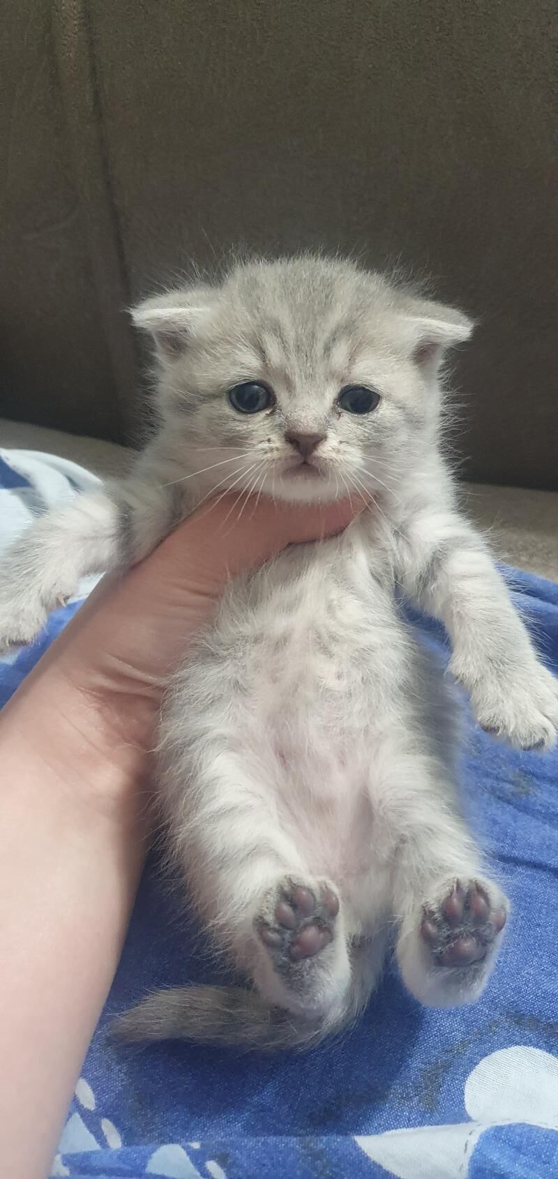 Шотландские котята - Ашхабад - img 2