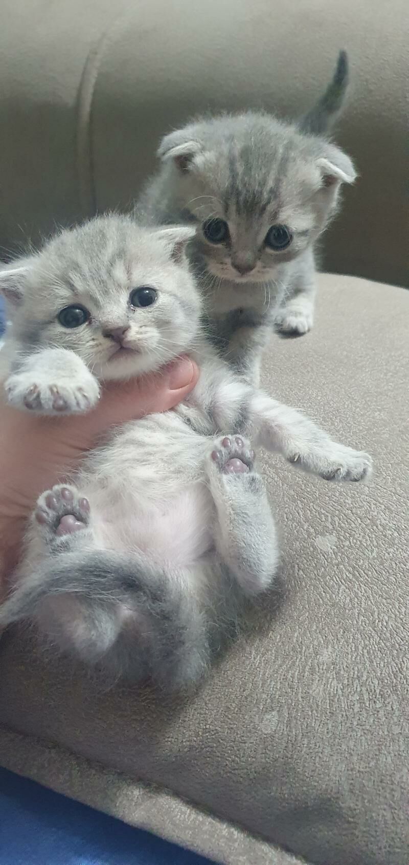 Шотландские котята - Ашхабад - img 5
