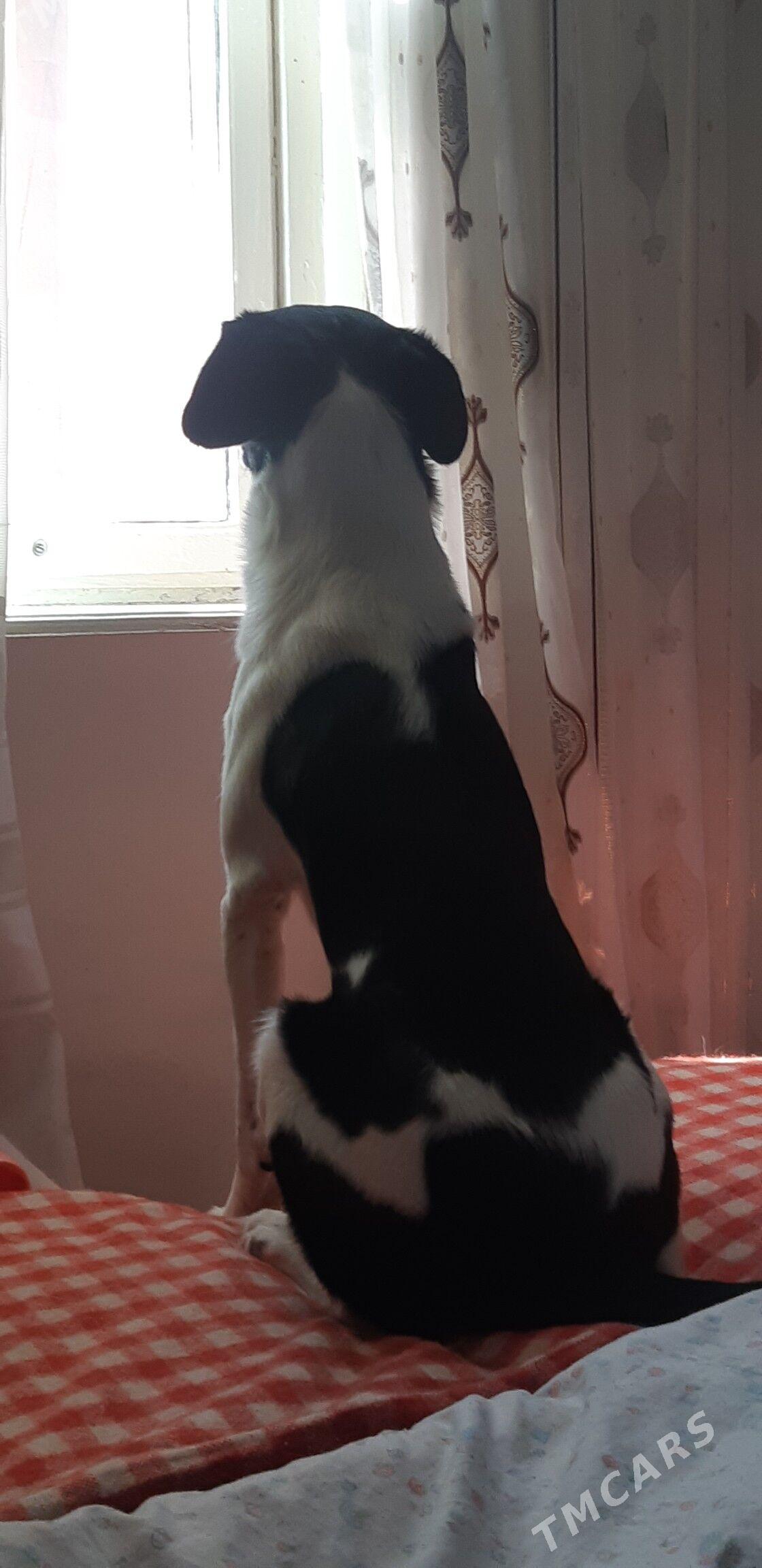 Арни молодой кабель - Туркменабат - img 3