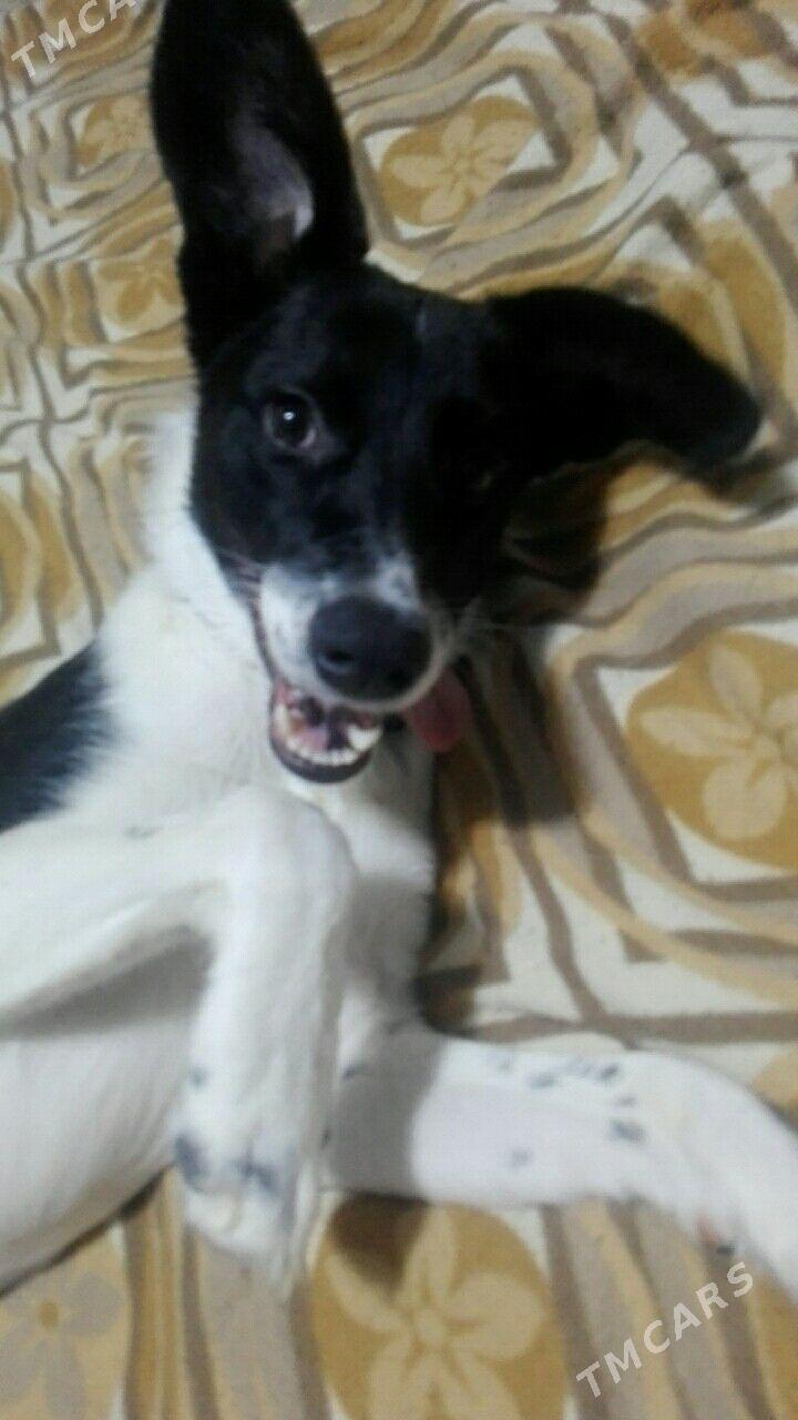 Арни молодой кабель - Туркменабат - img 2