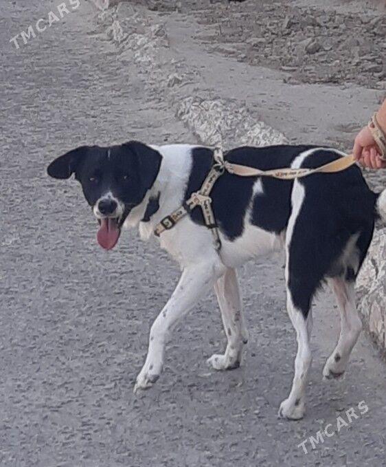 Арни молодой кабель - Туркменабат - img 1