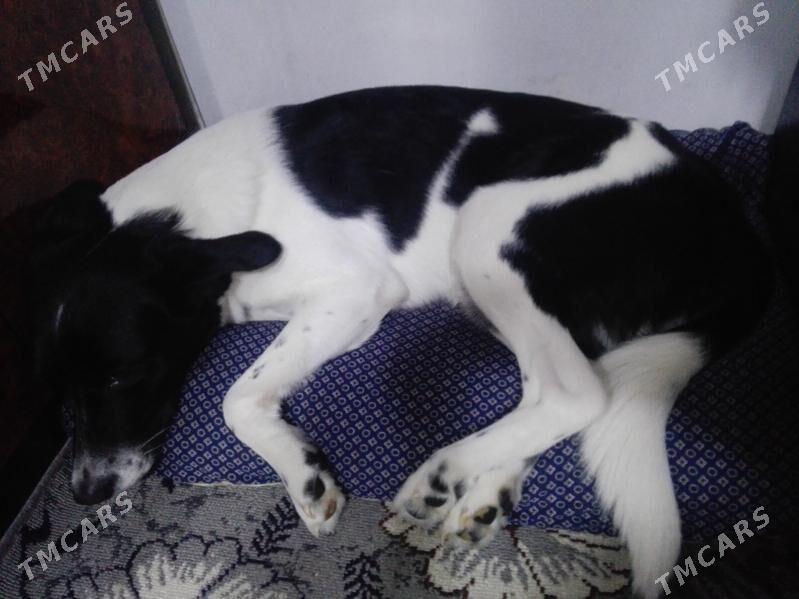 Арни молодой кабель - Туркменабат - img 4