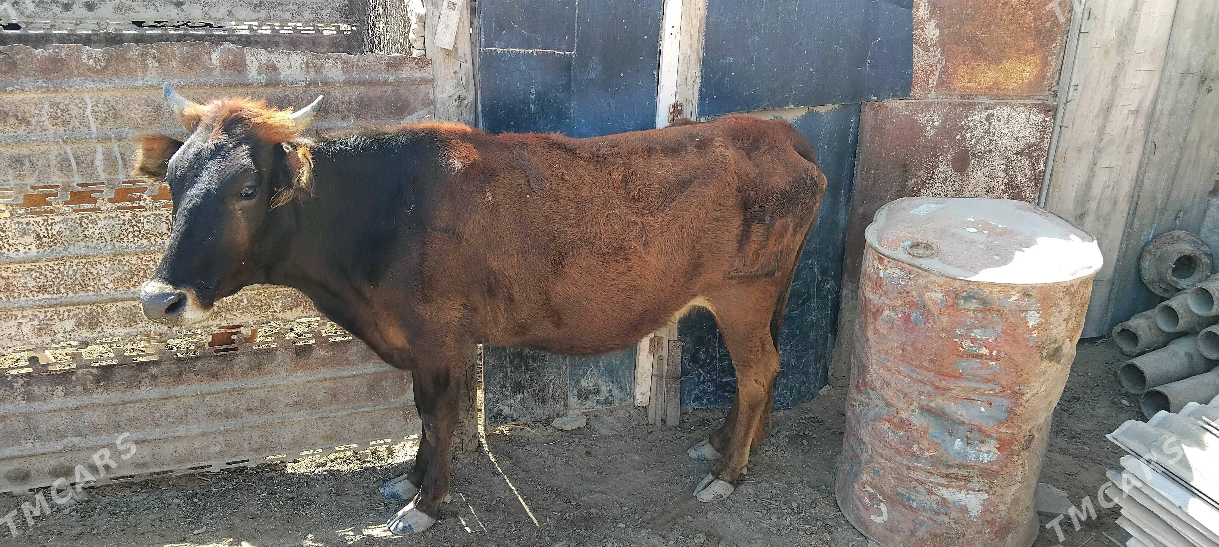 sygyr - Esenguly - img 2