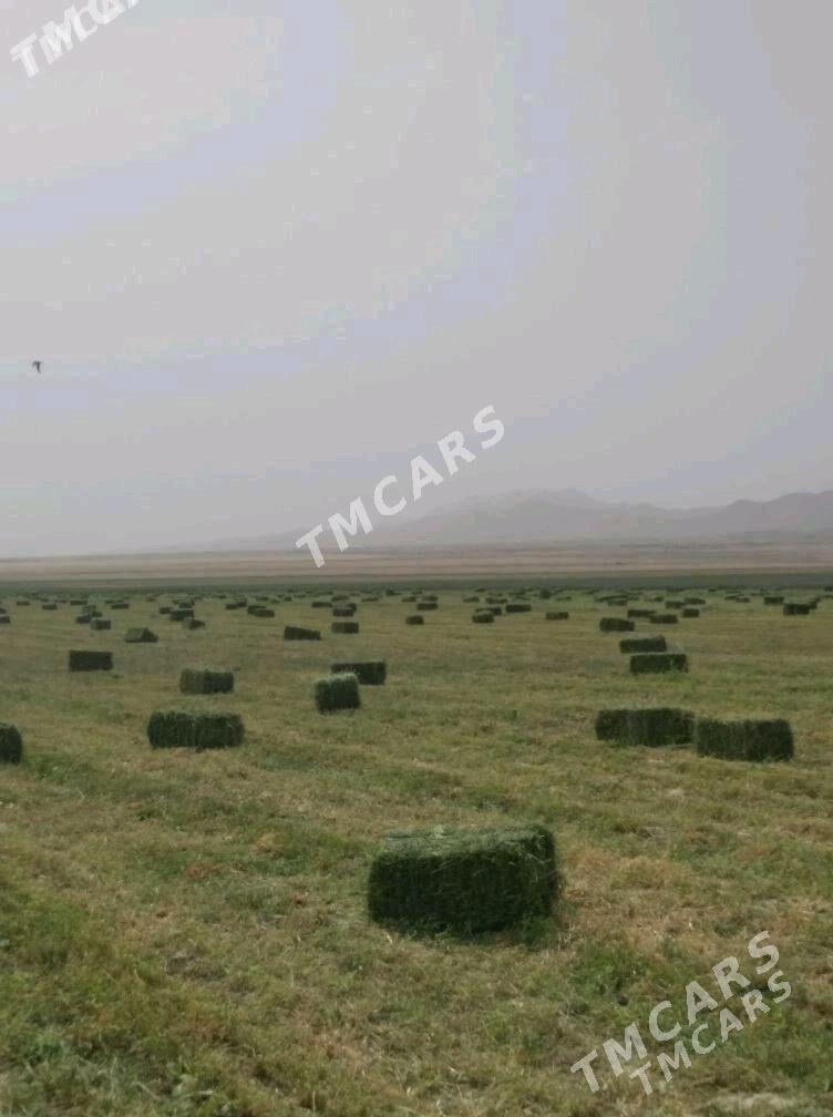Ỳorunja - Анев - img 2