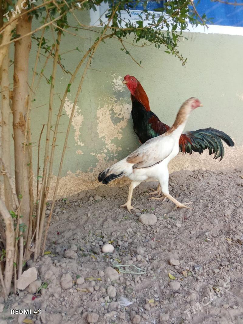 Taşkent yumurtga - Büzmeýin - img 2