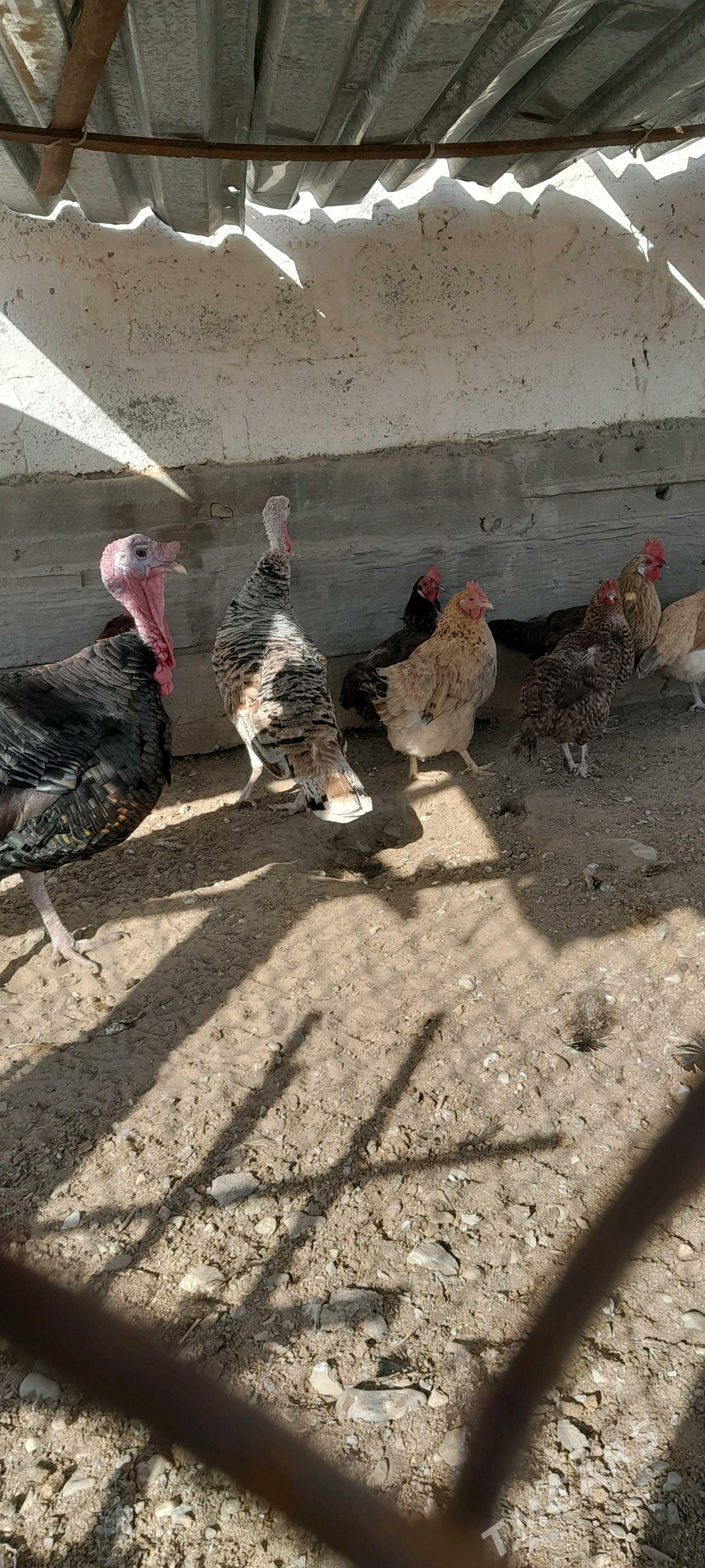 induk - Гумдаг - img 1