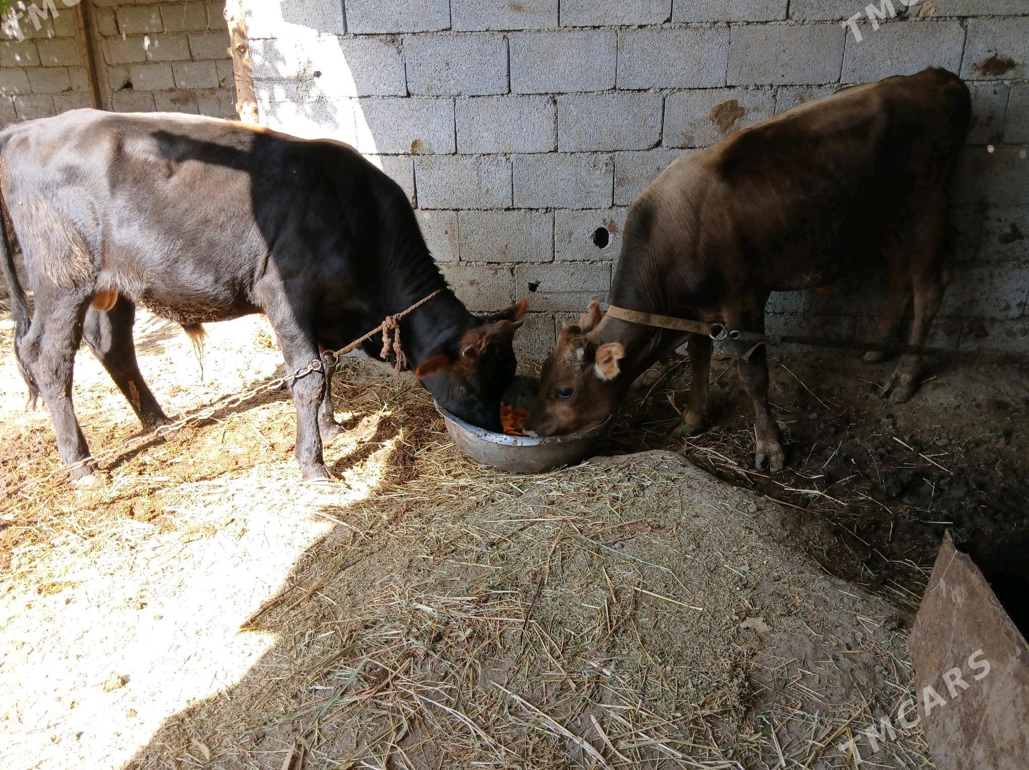 ökuz - Gökdepe - img 3