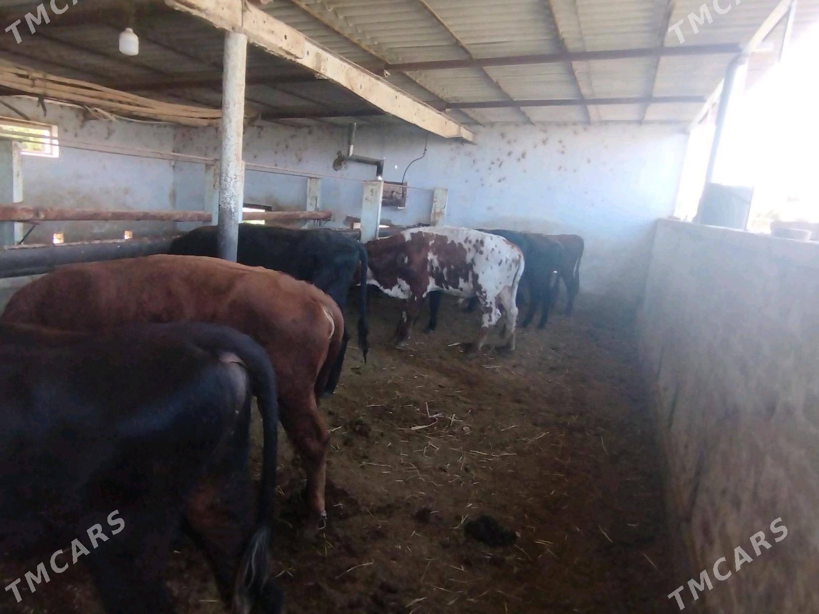 öküzler - Murgap - img 3