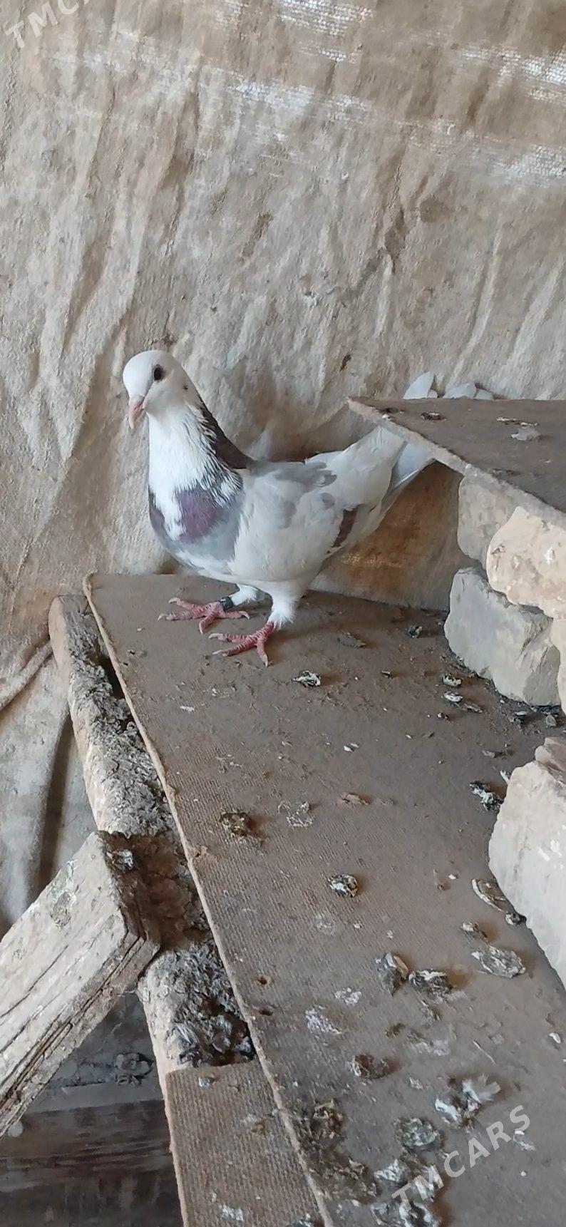kepder - Mary - img 2