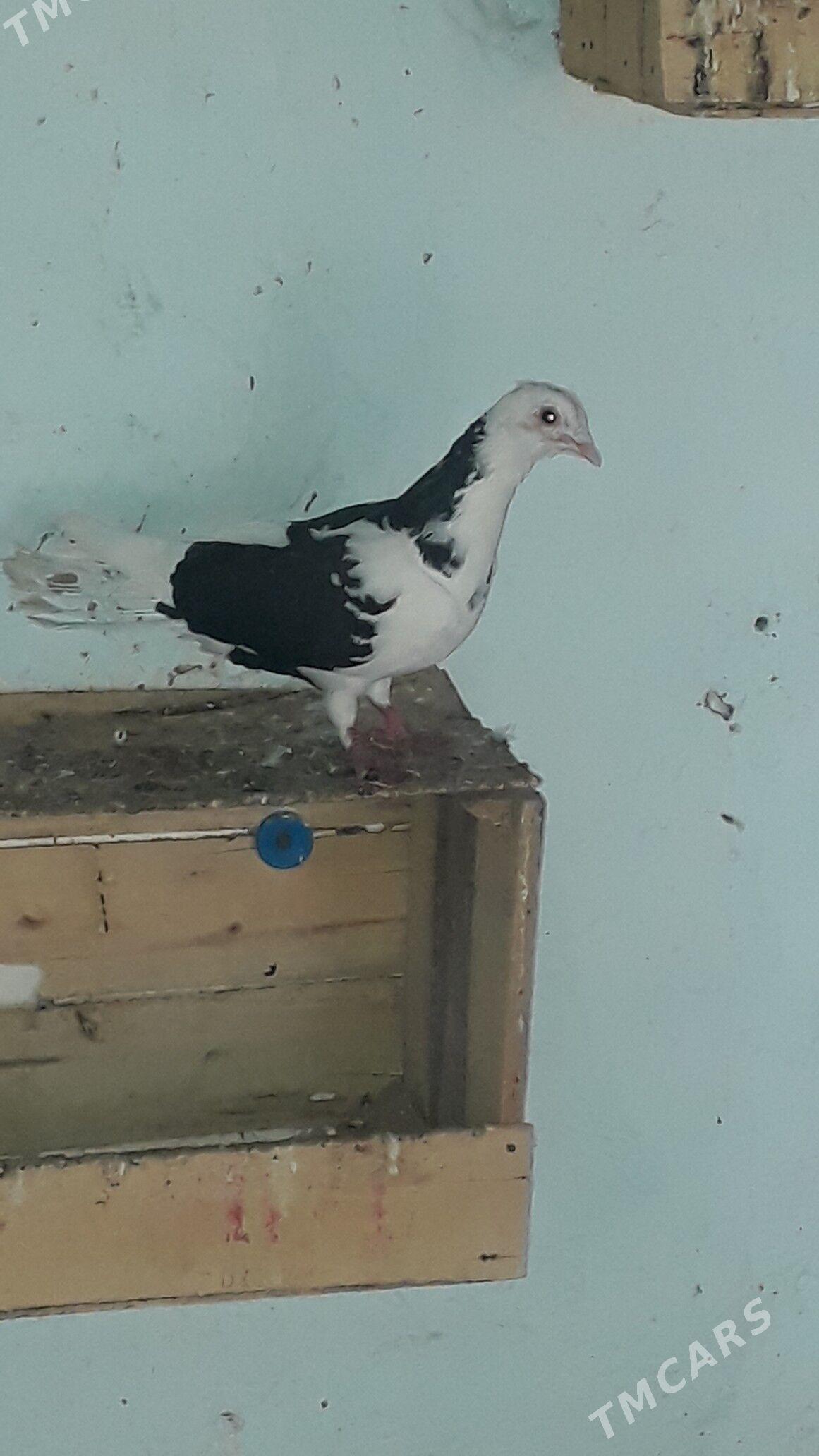 Kepder - Daşoguz - img 2