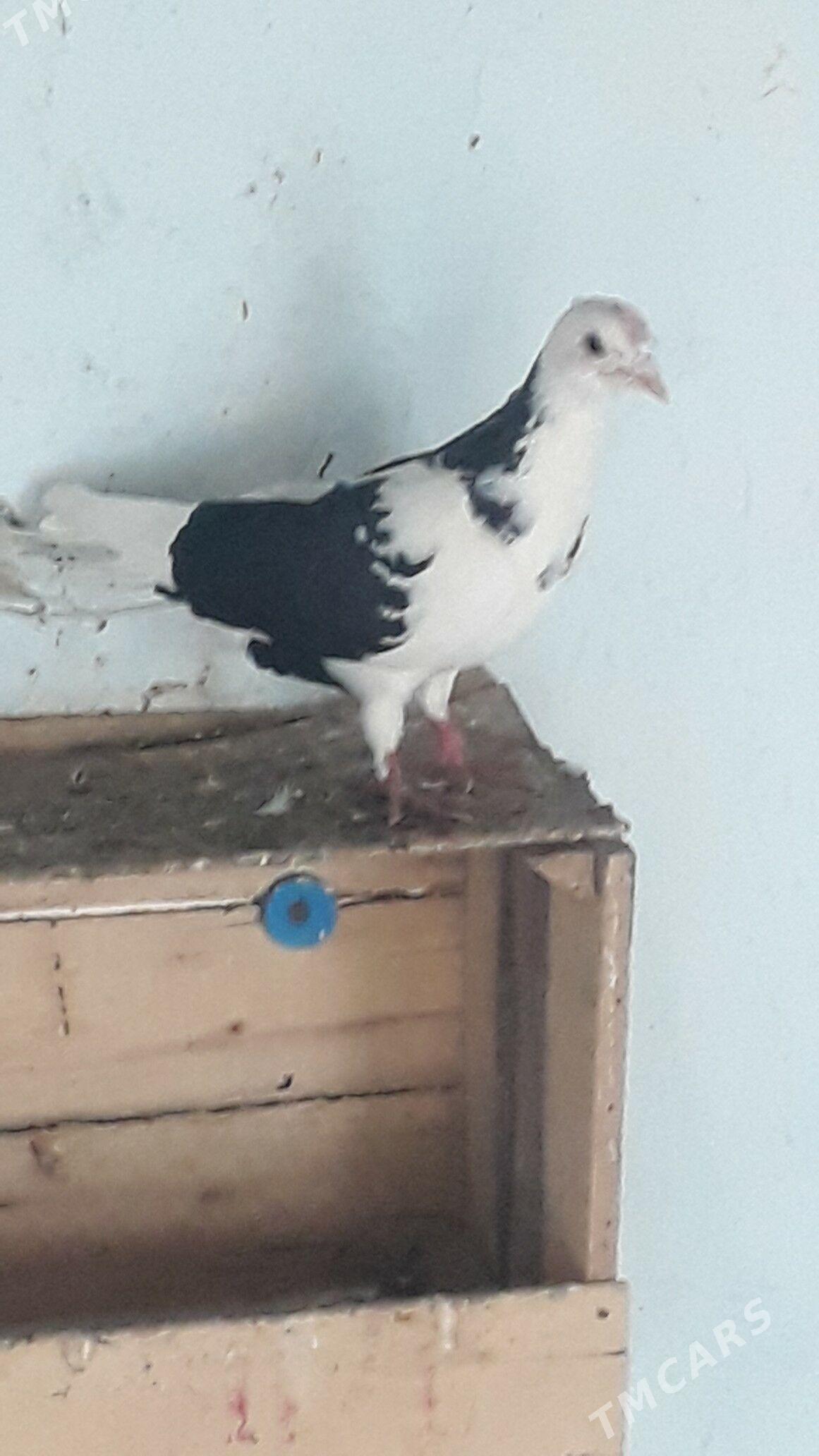 Kepder - Daşoguz - img 3