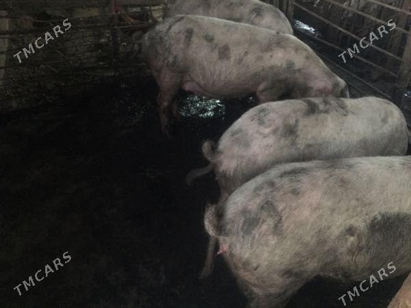 donuz - Dänew - img 3