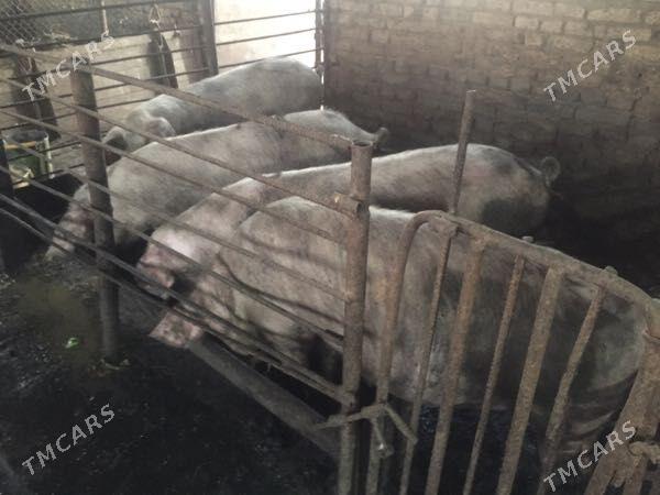 donuz - Dänew - img 4