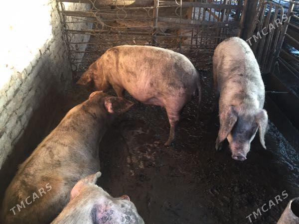 donuz - Dänew - img 2