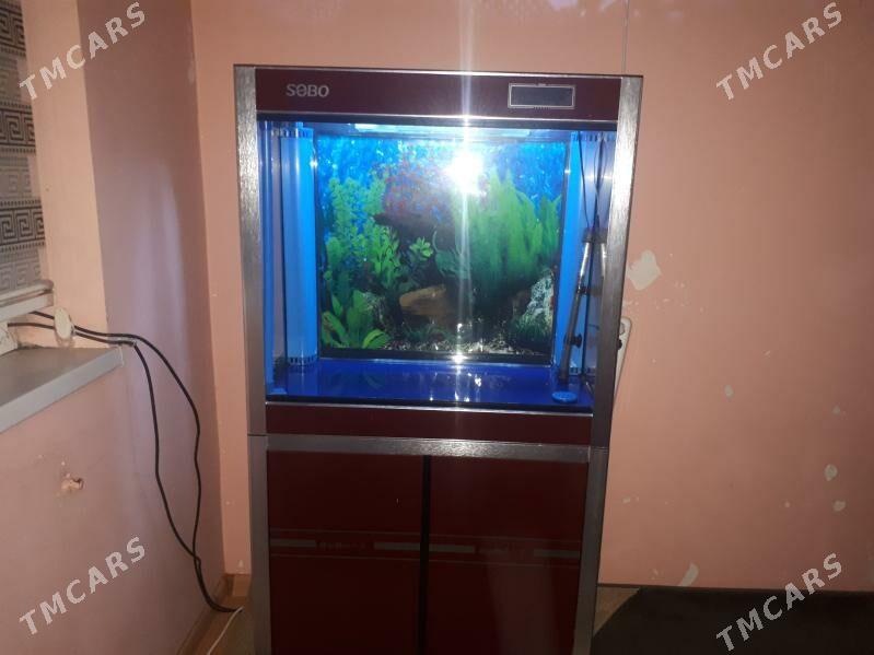 SOBO AKWARIUM - Türkmenabat - img 2