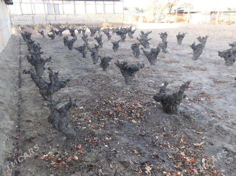 GYPJAK GURBANSOLTANA GOLAÝ - Gypjak - img 2