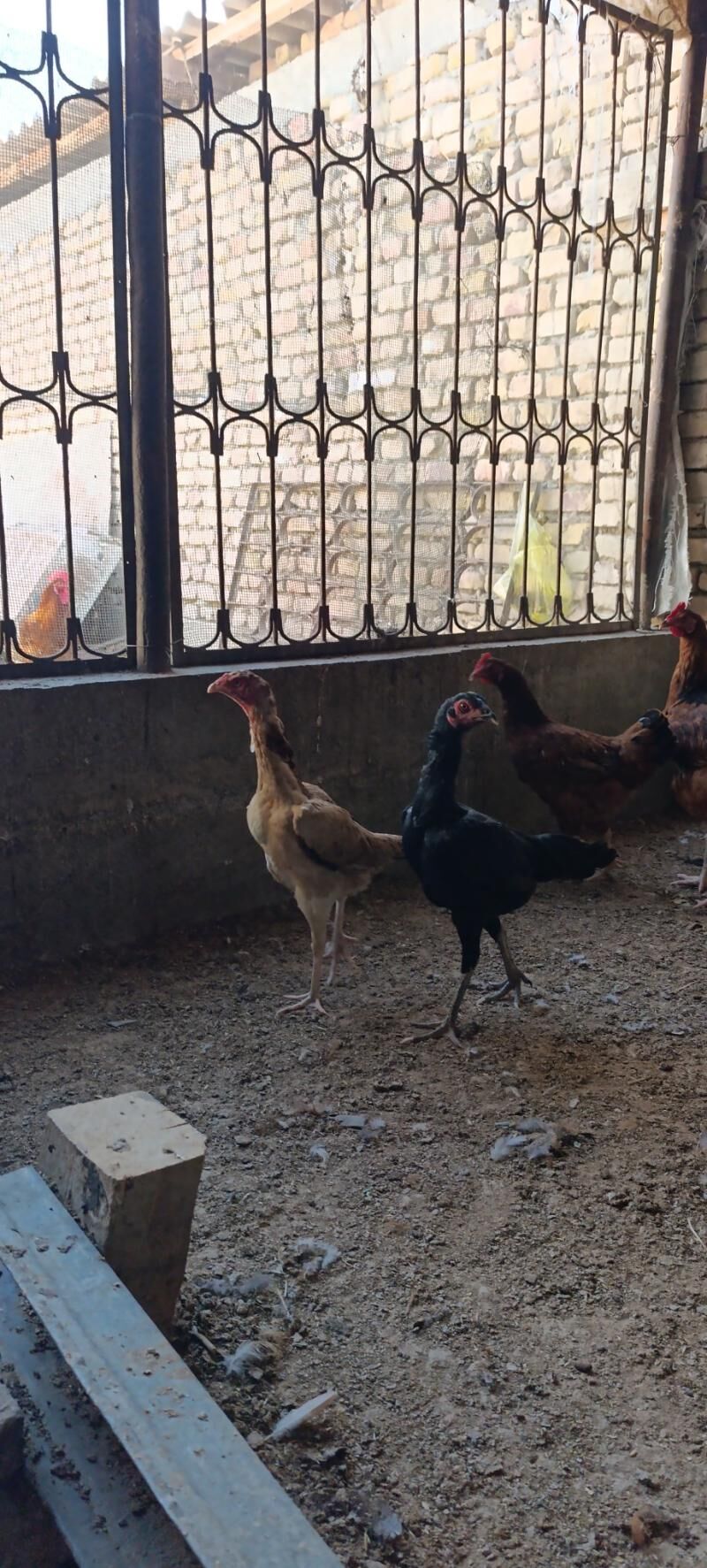 taşgent horoz parodo - Гарадамак Шор - img 2