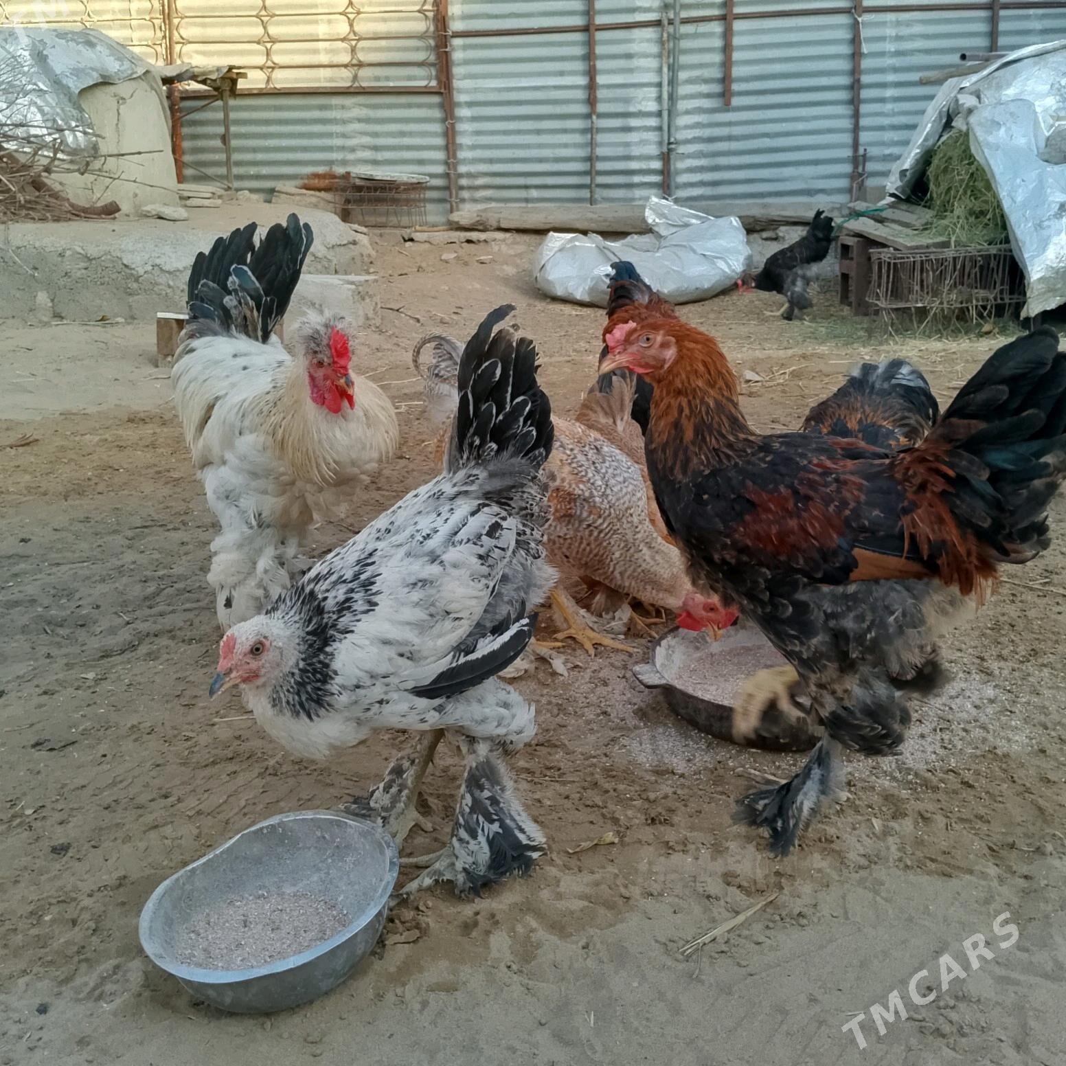 Towuklar - Aşgabat - img 2