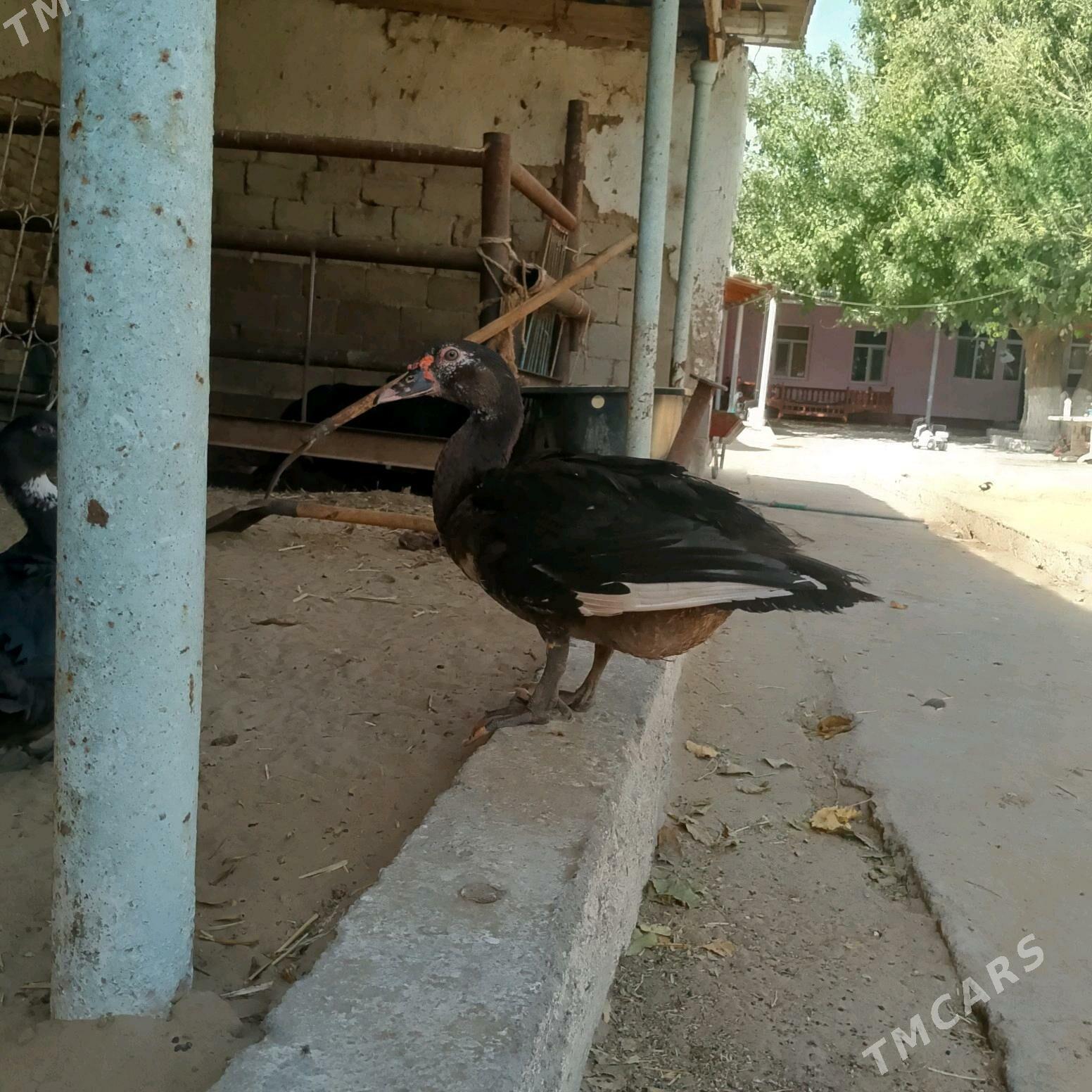 ördek - Aşgabat - img 3