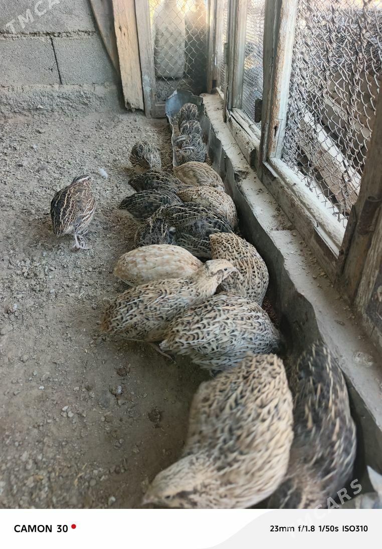 guşlar - Gökje - img 2