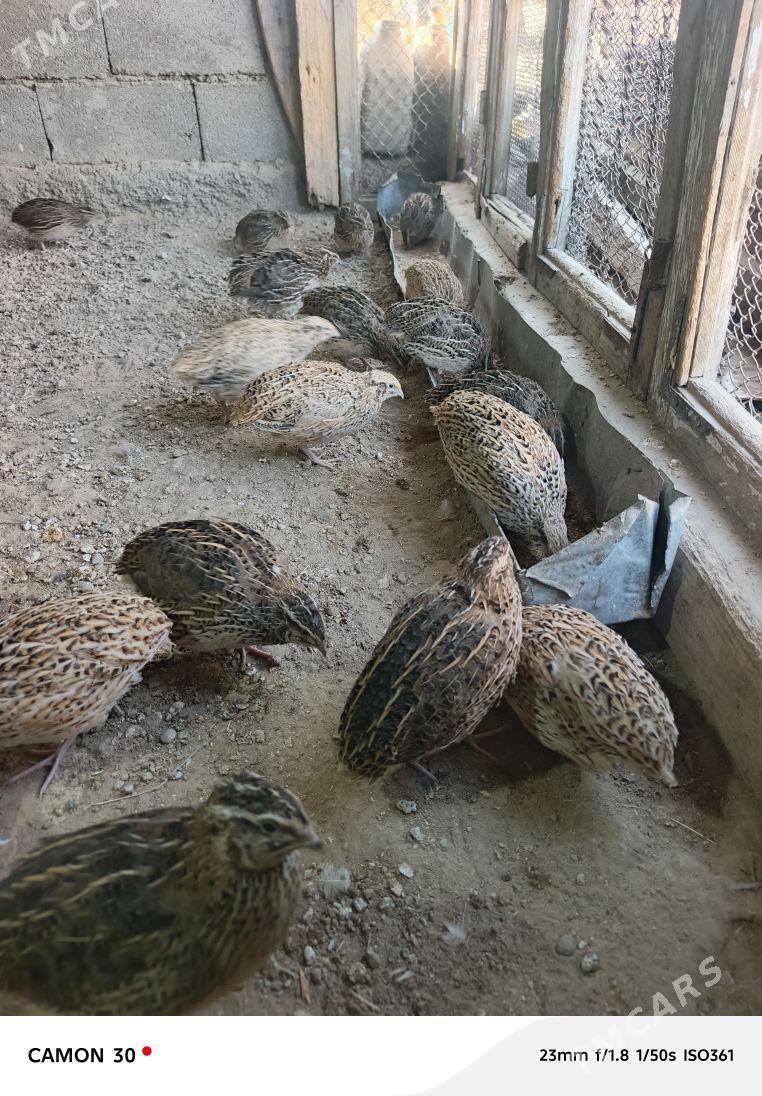 guşlar - Gökje - img 3